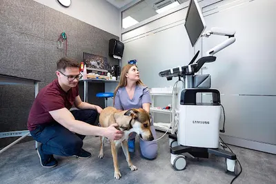 Przychodnia Weterynaryjna Krzycka